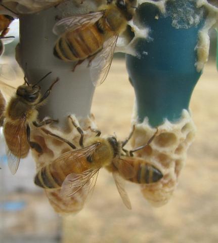 Will breeding for Varroa tolerance reduce the overall diversity of the genetic pool?