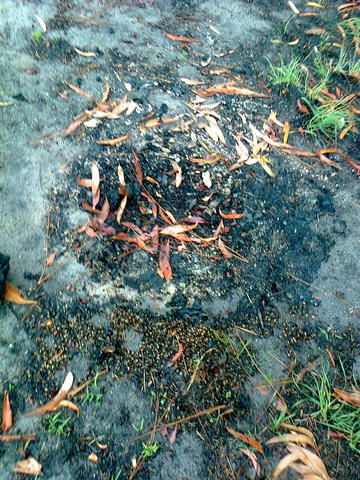 The fire just left the impression of the hive in the soil