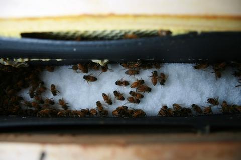 Feeding dry sugar in a frame feeder. This will help a hive survive, but does not stimulate the raising of brood