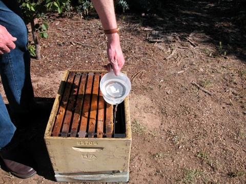 Pouring sugar syrup into a frame feeder