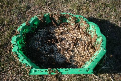 Open feeder. Note use of straw to prevent bees drowning