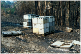 These hives burned, even though there was only very short grass under the pallets (Wandandian fires, 2003)