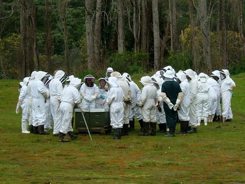Interested hobbyists being shown through hives by experienced beekeepers