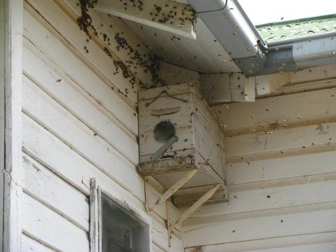 But they can still be successfully hived