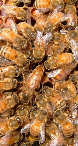 Italian queen (A.m.ligustica)and escorts