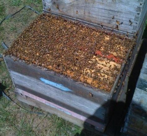 A populous single-box hive approaching swarming pitch. This hive needs space