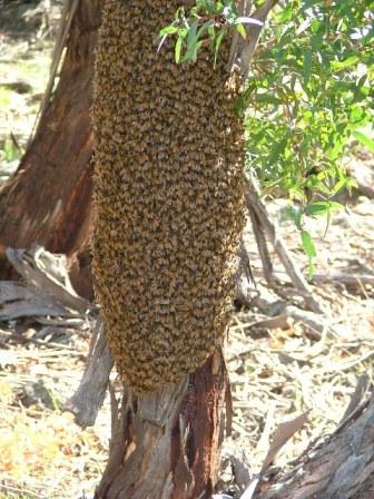 Not an easy swarm to hive – it is clustered around the trunk of the tree. It will probably be possible to collect bes on a frame or two, and to then induce the bees to ‘walk’ into the hive brood box.