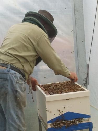 Photo of hive inside greenhouse. Photo courtesy Rudi Bartels