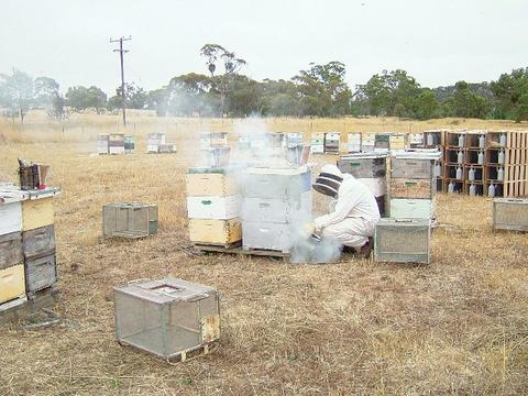 Fig.1 Smoking the hive to force young bees into the supers