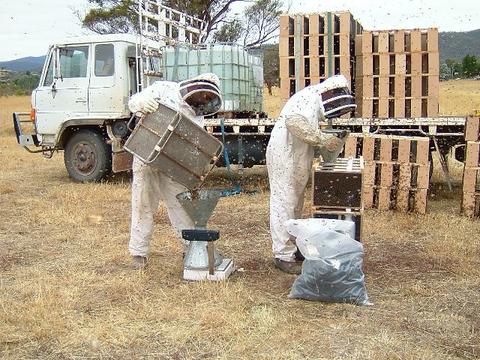 Fig.3 Transferring bees from the cage into the packages.