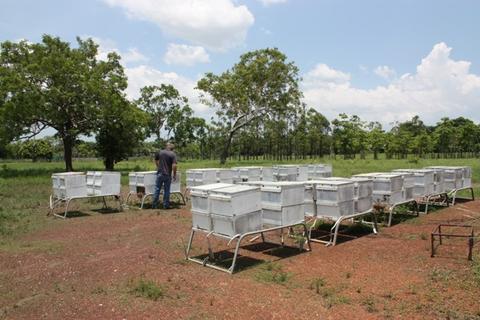Beehives on stands at Humpty Doo