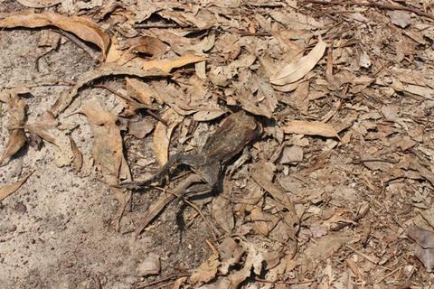 The only goodtoad is a dead toad