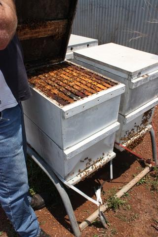 Hives holding their own in spite of the heat