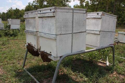 Hives in the back yard, newly-collected swarm in the background