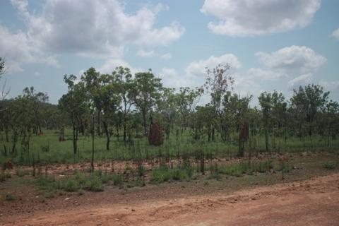 Changing treescape, with more small trees. Note the termite mounds.