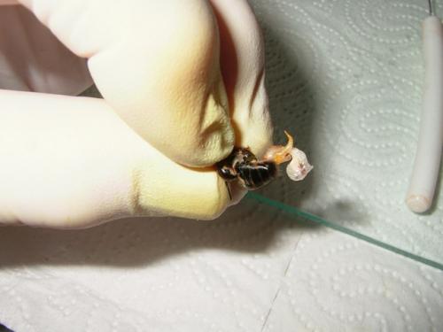 Everted drone endphallus, ready for semen collection with a pipette. The whole semen collection process was carried out so quickly that it was hard to follow all the manipulations that had been carried out.