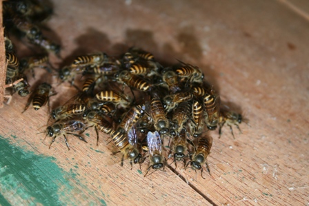 Asian honey bees ( Apis cerana )