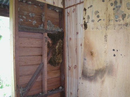 Exposed; an A. cerana colony in a wall cavity.