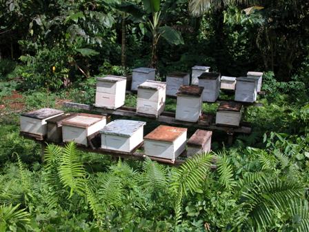 A well cared for larger sized apiary on Malaita. Malaita is still free of A. cerana