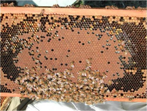 Figure 1. Healthy sealed brood. American foulbrood affects the sealed brood stage.