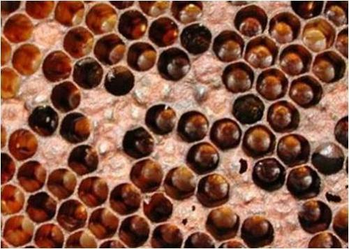  Figure 2. Brood affected with American foulbrood. The caps on the sealed brood are concave and perforated.