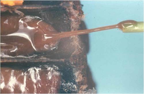 Figure 3. When the larva first dies the diseased material ropes or strings out when touched with a match. Later the diseased material dries to form a black scale.