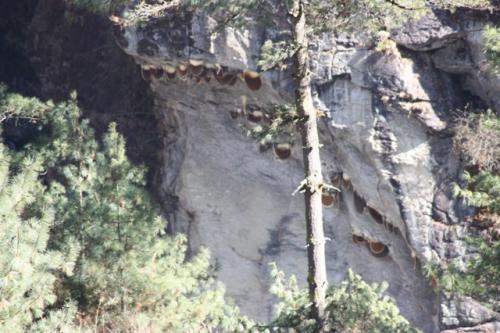 The large combs of the giant honeybee, Apis laboriosa, hang suspended from a cliff-face at an altitude of 3450m, near Ghat, Nepal