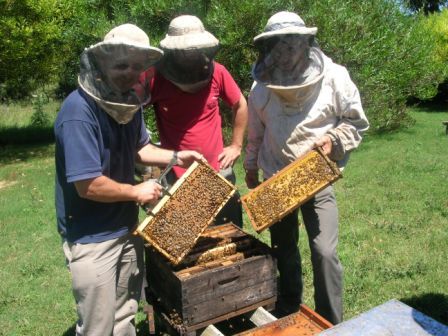Inspecting an Italian breeder hive with Fernando Roth (in blue shirt, owner of 9,000 hives)