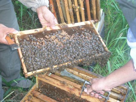 Frame of bees (note the hive tool)