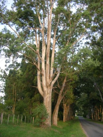 Eucalyptus on the roadside to La Paz