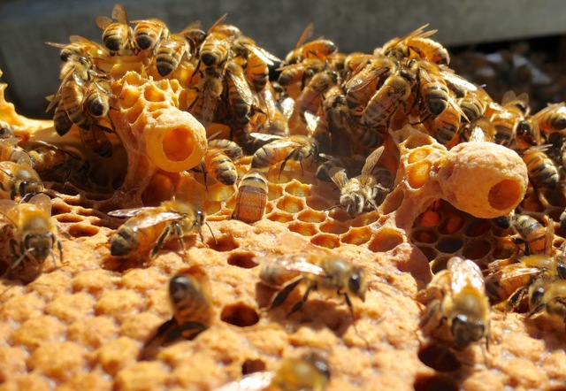Honey bees hard at work and oblivious to the photographer! Photo courtesy Ashlee Ralla
