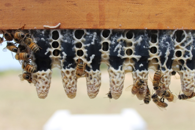 Queen cells, drawn in November 2014 near the North Pine River at Lawnton. Photo courtesy Howard Kirby