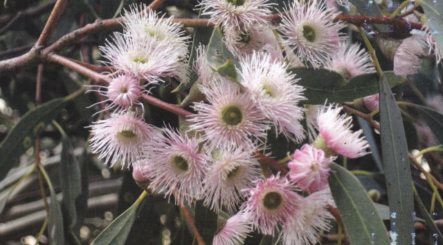 Pink flowering Blue gum, which yielded honey in Upper SE South Australia in October Photo courtesy Martin Gilbert