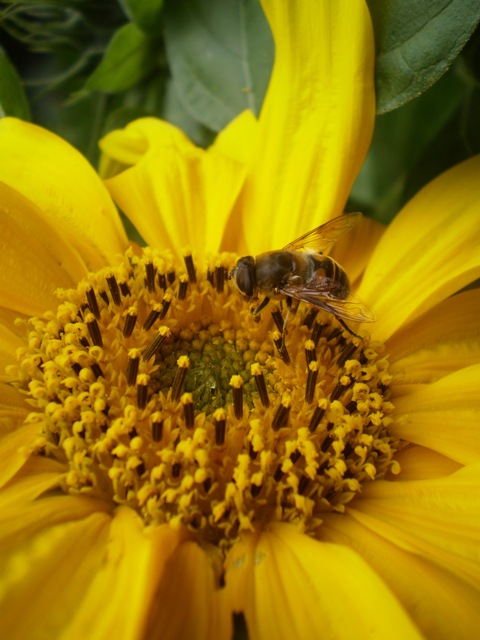 Spring has arrived – the season when bees will visit any and all flowers in pursuit of pollen and nectar Photo courtesy Annie Collenette