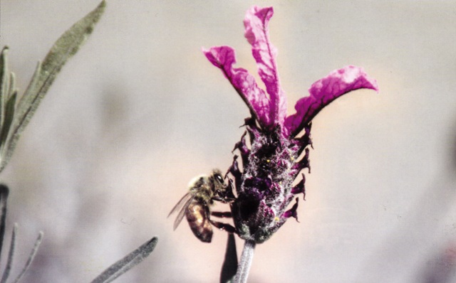 Bee on lavender Photo courtesy Jesse McDonald