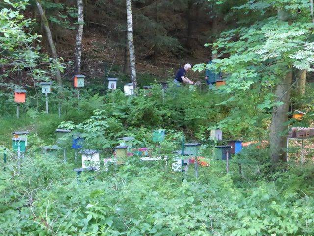 German beekeepers tending mating nuclei in the traditional queen bee mating station at Gehlberg, Thuringia, Germany (see Inside article ‘Visit to a German Belegstelle’