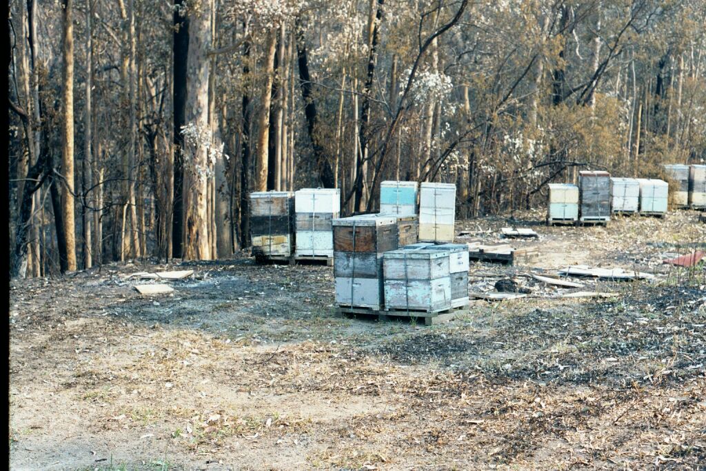 Testimony to the damage that can be done by wildfire, even on a well-prepared beesite. Many hives have been lost this year to bushfires.