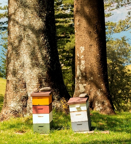 Beehives on Norfolk Island, in front of two fine specimens of the well-known Norfolk Island pines (see Inside article) Photo courtesy of Sam Malfroy and Norfolk Island Quarantine Survey