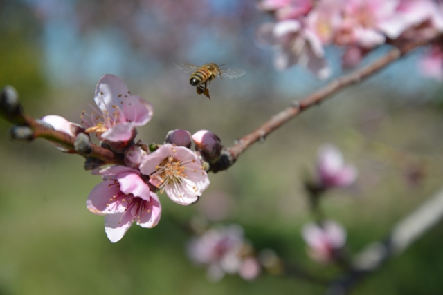 A honeybee collecting pollen from nectarine flowers Photo courtesy Wenonah Quayle