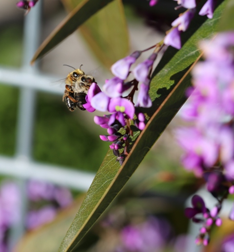 A rare photo of what was thought to be a mating between Teddy Bear Bees. The Teddy Bear Bee is a solitary bee, a species of Australian native bee, Amegilla bombiformis, Photo courtesy Bruno Ehrensperger