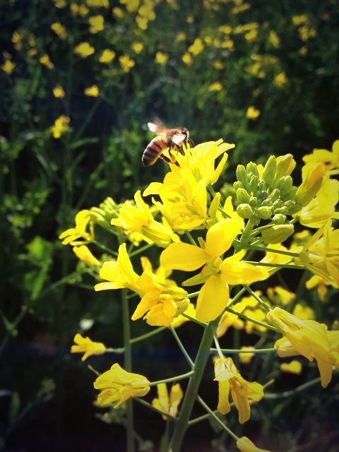 Honeybee working Canola flowers this Spring. Canola has for many years provided commercial beekeepers an opportunity for early colony build-up at the start of the season.Photo courtesy Krysteen McElroy