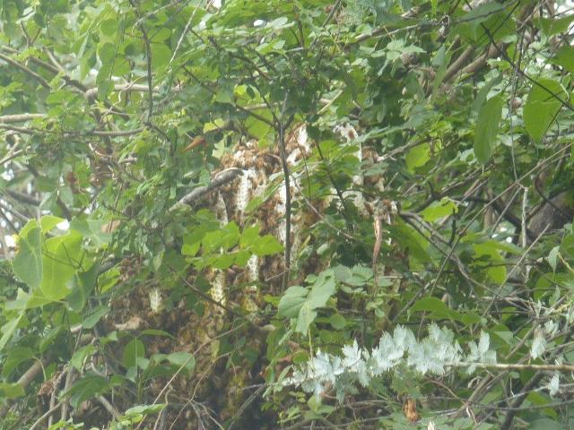 Not an easy swarm to collect, but one that was hived successfully, despite the comb containing a large amount of sealed brood. We will undoubtedly see lots of swarms again this Spring. Photo courtesy Lionel Burley