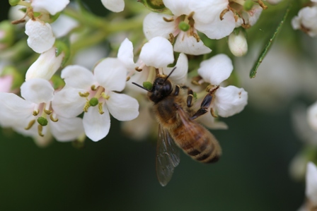 Honeybee Intent on Gathering Nectar Photo courtesy Bruno Ehrensperger