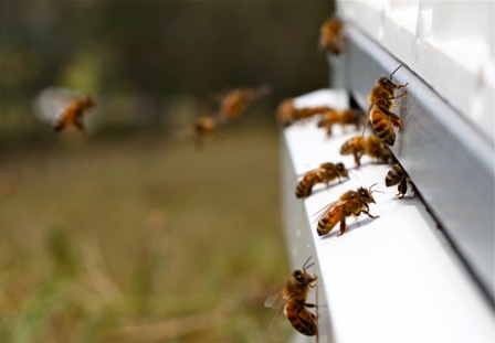 Bees at Monkerai, NSW Photo courtesy Ashlee Ralla