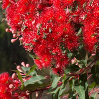 Honeybees on Red flowering gum (Corymbia ficifolia) flowers. The trees were planted at Paracombe (in the Adelaide Hills) as ornamentals in a beekeeper’s garden, and at the time of flowering were 4 years old Photo Courtesy Lynton Stone