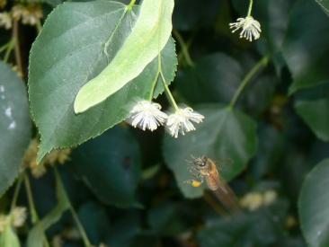 A honeybee captured in flight as it collects pollen from a Linden tree in a Canberra suburban backyard Photo courtesy Bruno Ehrensperger