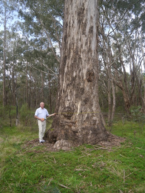 Measuring an example of the iconic Australian honey tree, a large Yellow box (E. melliodora), for the National Register of Big Trees (see Inside article) Photo courtesy Derek McIntosh