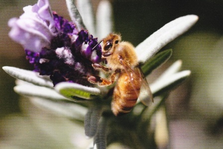 Another example of brilliant macrophotography! Photo courtesy Ian Roberts