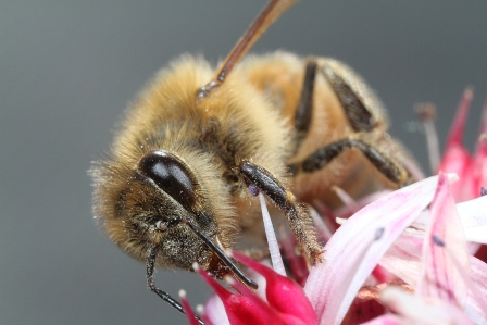 Brilliant macrophotography! Photo courtesy Joel Mackay