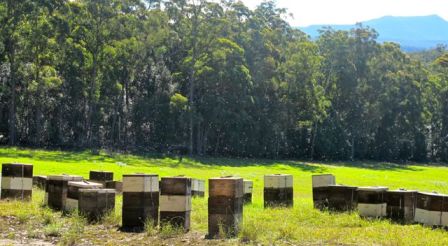 Bees caught in the afternoon sun, while working Spotted gum on the NSW South Coast this winter. Pigeon House Mountain is in the background. Photo Courtesy Ashlee Ralla